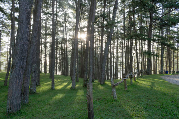 istock Beautiful pine forest, sunlight, sunbeam and green grass meadow background 1151543913