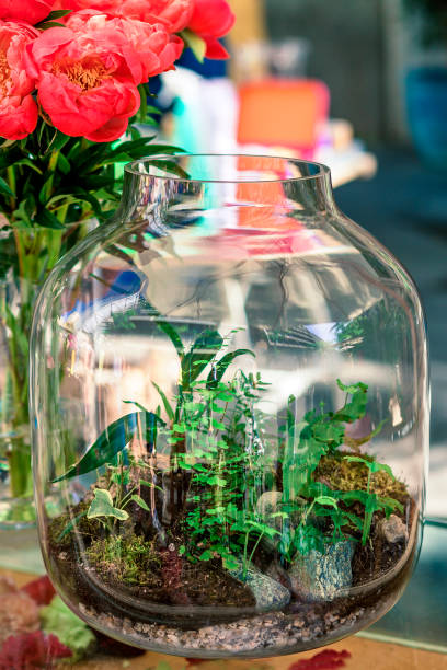 istock original mini garden into  a transparent glass vase 1151543915