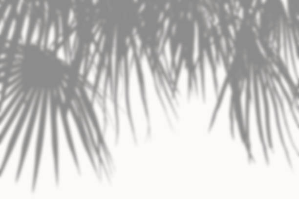 istock abstract background of shadows palm leaves on a white cement wall 1151546279