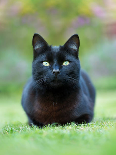 istock Close up of a black cat lying on grass 1151549161