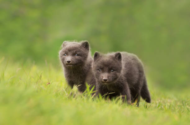 istock Arctic Fox cubs playing in the meadow 1151549165