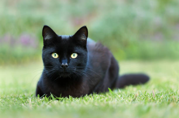 istock Close up of a black cat lying on grass 1151549168