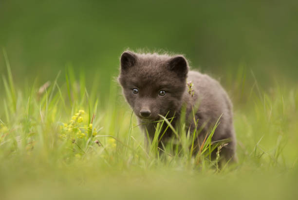 istock Close up of an Arctic Fox cub in meadow 1151549210