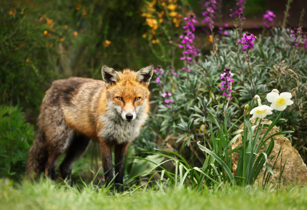 istock Red fox in the garden with flowers 1151549307