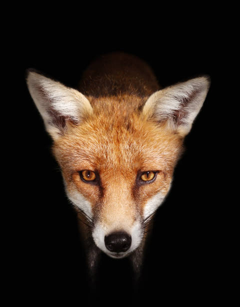 Close up of a Red fox against black background stock photo