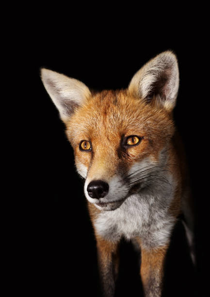 istock Close up of a Red fox against black background 1151549667