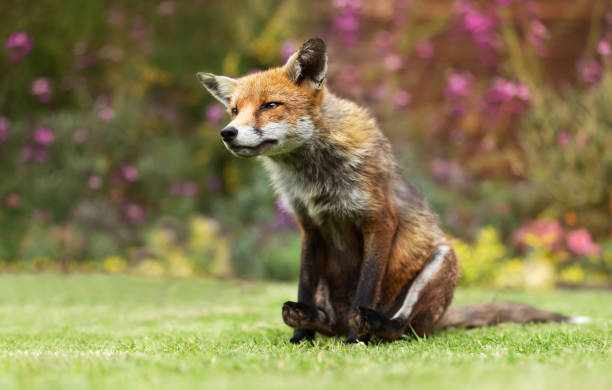 istock Close up of a red fox sitting on grass 1151549825