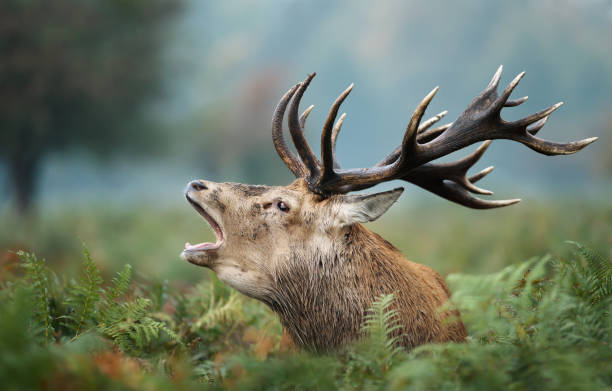 istock Red deer stag roaring in autumn 1151549945