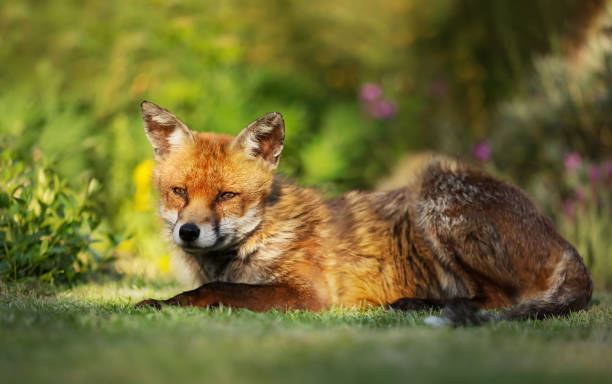 istock Close up of a red fox lying on the grass 1151550046