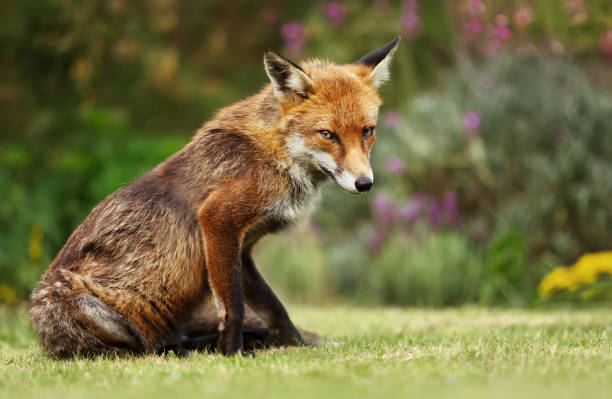 istock Close up of a red fox sitting on grass 1151550125