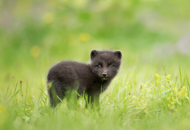 istock Close up of an Arctic Fox cub in meadow 1151550267