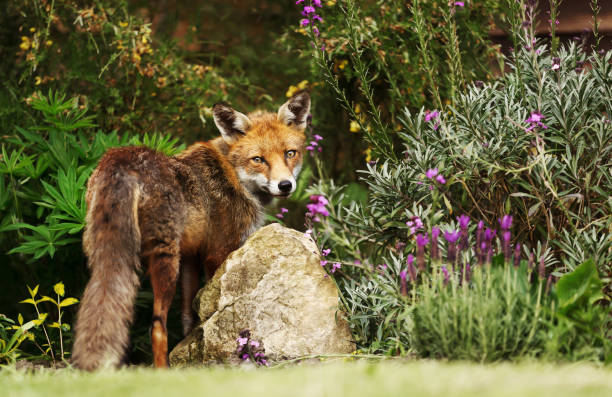istock Red fox in the garden with flowers 1151550279