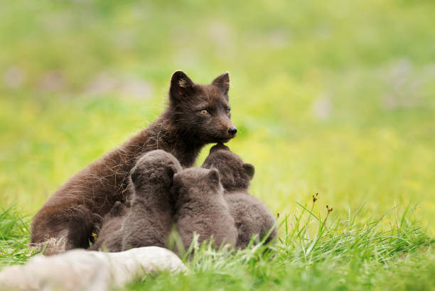Female Arctic fox with cubs in meadow, Iceland.