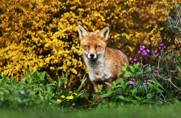 istock Red fox in the field with flowers 1151551095