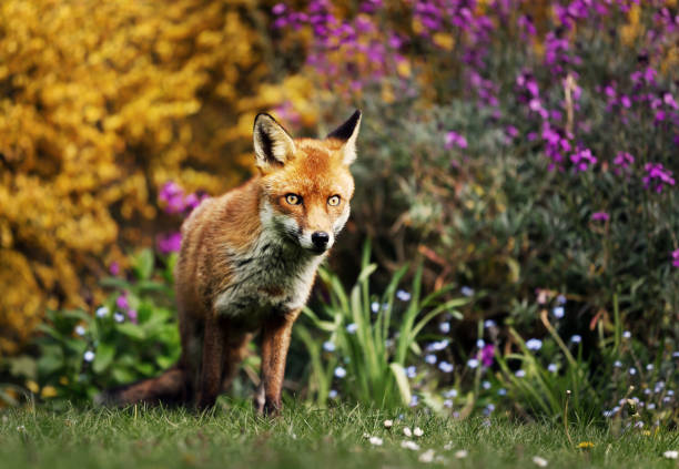 istock Red fox in the field with flowers 1151551097