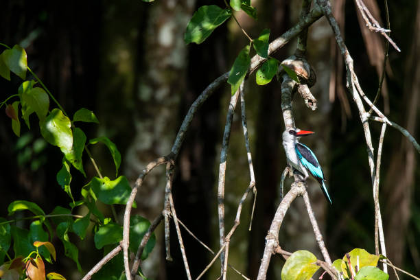 Woodland kingfisher (Halcyon senegalensis) in the Congo Basin. Location: Odzala National Park, Republic of Congo