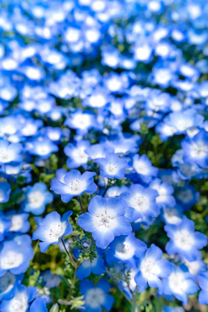 istock Nemophila look up the blue sky! 1151552790