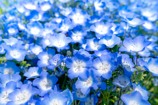 istock Nemophila look up the blue sky! 1151553686