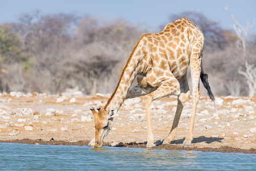 Giraffe drinking from waterhole. Wildlife Safari in the Etosha National Park, famous travel destination in Namibia.