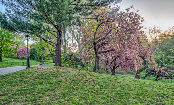 istock Central Park, New York City in spring 1151556438
