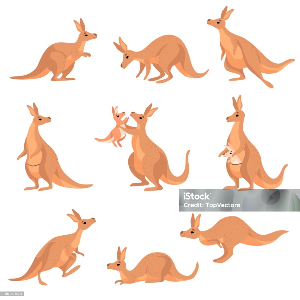 Cute Brown Kangaroo Set, Wallaby Australian Animal Character in Different Poses Vector Illustration Cute Brown Kangaroo Set, Wallaby Australian Animal Character in Different Poses Vector Illustration on White Background. Kangaroo stock vector