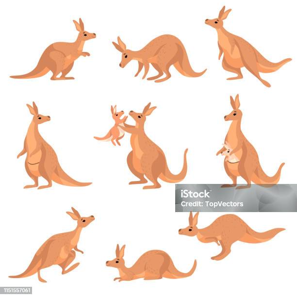 Cute Brown Kangaroo Set Wallaby Australian Animal Character In Different Poses Vector Illustration Stock Illustration - Download Image Now