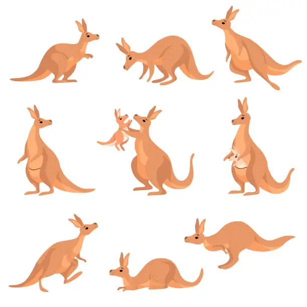 Vector illustration of Cute Brown Kangaroo Set, Wallaby Australian Animal Character in Different Poses Vector Illustration