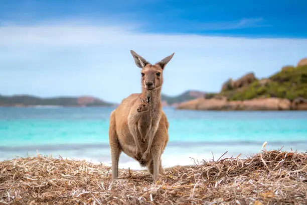 Kangaroo 0n the Lucky beach western Australia, Perth