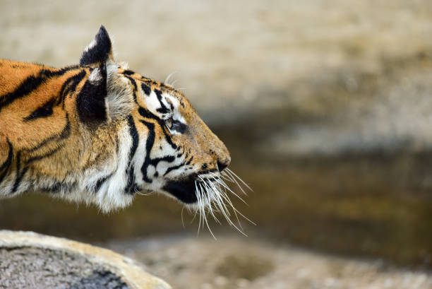 istock tiger is in the zoo 1151557910