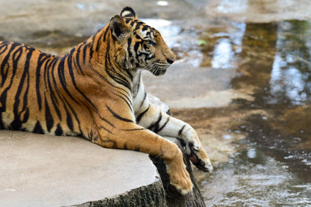 istock tiger is in the zoo 1151558002