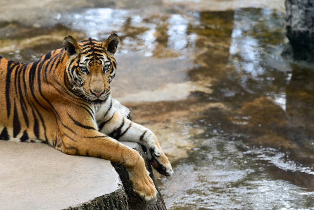 istock tiger is in the zoo 1151558003