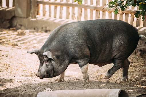 Funny Household A Large Black Pig Walking In Farm Yard Barnyard. Pig Farming.