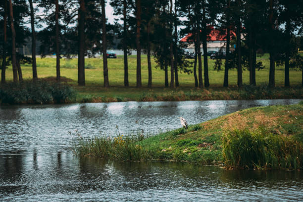 Grey Heron Bird Standing On Lake Coast. Belarus, Summer Belarussian Nature.