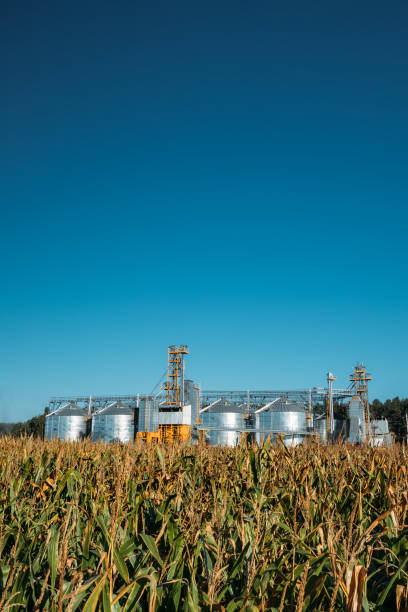 istock Modern Granary, Grain-drying Complex, Commercial Grain Or Seed Silos In Sunny Summer Rural Landscape. Corn Dryer Silos, Inland Grain Terminal, Grain Elevators Standing In A Field 1151558703