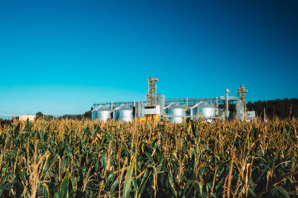 istock Modern Granary, Grain-drying Complex, Commercial Grain Or Seed Silos In Sunny Summer Rural Landscape. Corn Dryer Silos, Inland Grain Terminal, Grain Elevators Standing In A Field 1151558706