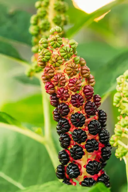 Phytolacca Americana, The American Pokeweed Or Simply Pokeweed With Black Berries.
