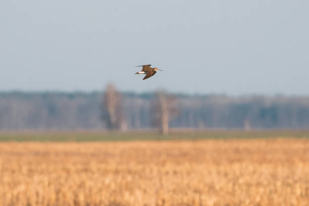 istock Belarus. Green Sandpiper - Tringa Ochropus Flying In Spring Sky. Small Wader - Shorebird 1151558786