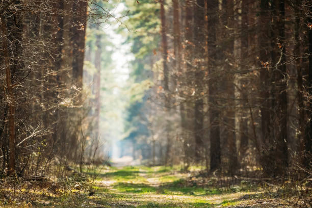 istock Road Path Walkway Lane  Through Spring Coniferous Forest In Sunny Day. Natural Blurred Boke Bokeh Background 1151558868
