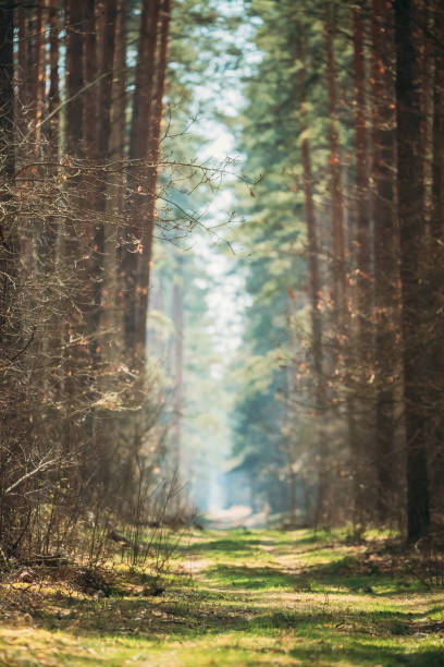 istock Road Path Walkway Lane  Through Spring Coniferous Forest In Sunny Day. Natural Blurred Boke Bokeh Background 1151558898