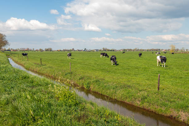 mucche bianche e nere insieme al pascolo - bestiame bovino di friesian foto e immagini stock