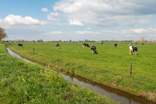 Black and white cows together grazing in a Dutch pasture with fresh green grass. The photo was taken in springtime near the village of Almkerk, North Brabant.