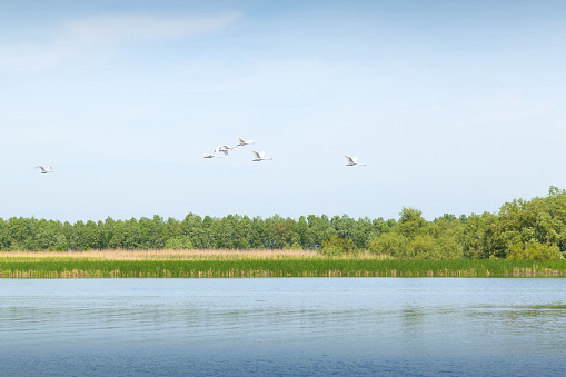 White swans flying through the Danube Delta. group of white swans flying. Mute swans on the sky