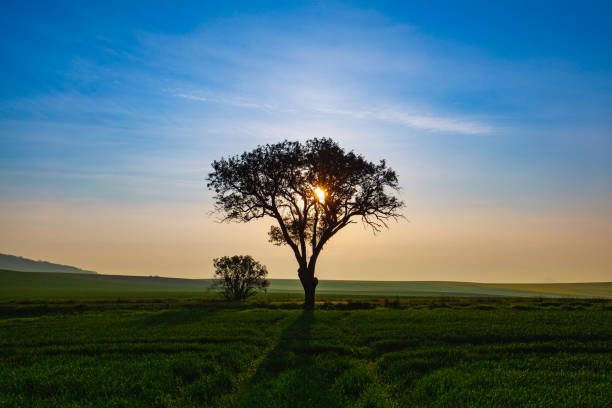 istock Lonely tree  in Central Bohemian Highlands, Czech Republic. 1151561008