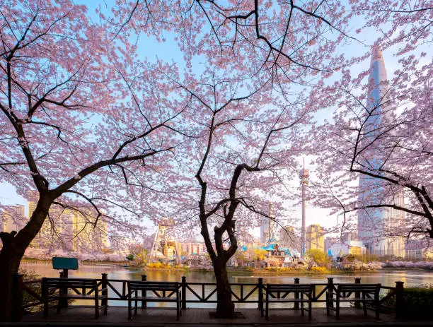 Morning sunrise in cherry blossom park, seoul city, south Korea, this image can use for travel and tourism in Seoul