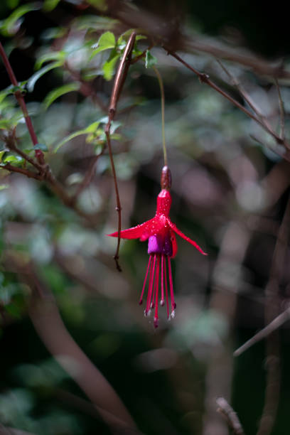 istock unusual red flower on a branch on a delightful background 1151561105