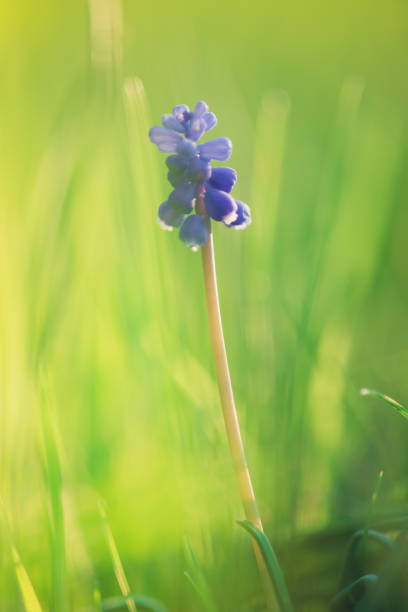 istock Small blue flower grape hyacinth grow on spring field 1151562543