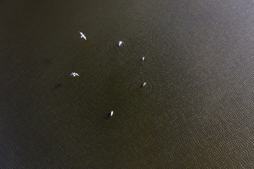 Overhead drone shot of group of white birds in a lake on a sunny day in Europe