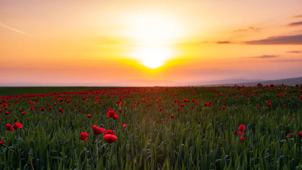 istock Field with blooming red poppies at sunset time 1151563695