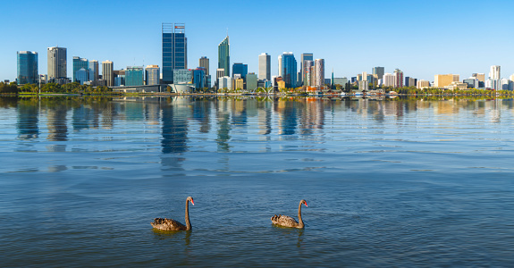 Swan en el río y la ciudad de Perth en el fondo photo