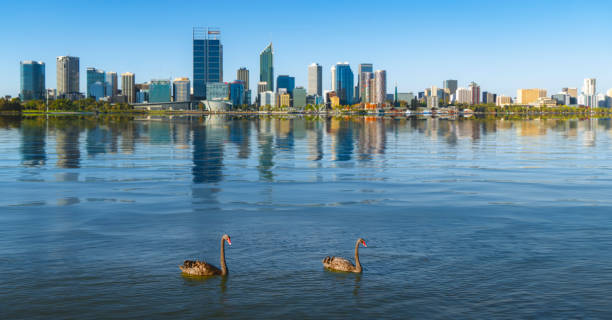 istock Swan in the river and Perth city on background 1151563926